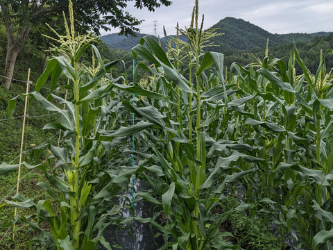 [自然栽培][訳あり8/21発送]朝採れ！程よい甘みのとうもろこし:キャンベラ