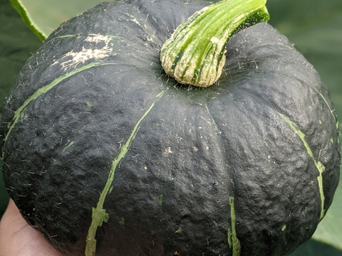 おっ！手頃サイズのミニカボチャ☆ほくほく甘〜いパンプキッズ