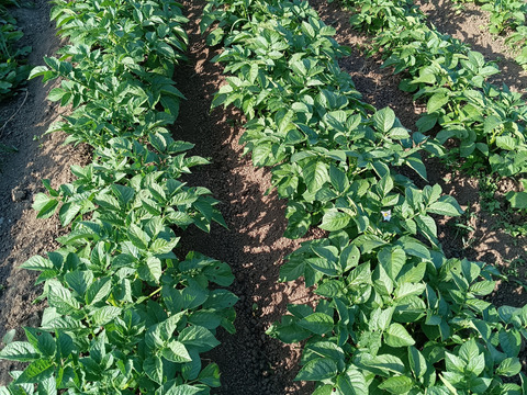 毎日パワーぬか漬けセット🥕🥦🥬かぶつき【数量限定❗❗】ばぁばのモノスゴイ野菜😋🍙子供に食べさせたい野菜❗❗✨✨✨