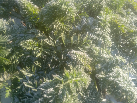 爽やかな香りと最高の甘み！冬人参【ちはま五寸】3kg