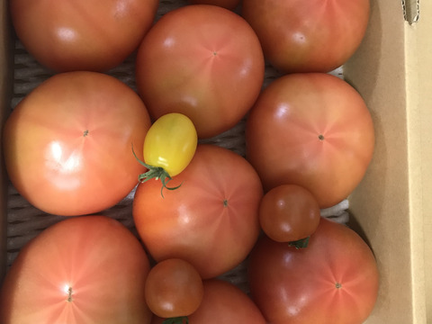 【 100％純トマト🍅】【雪ちゃんトマト】桃太郎トマト（2キロ箱満杯詰め）