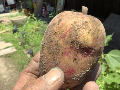 グランドペチカ、タワラマゼランなどのタワラシリーズ自然栽培じゃがいもミックス3kg