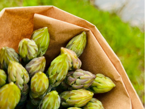 【極太アスパラ】さぬきのめざめ30cm！甘くて柔らか香川県産たっぷり1kg