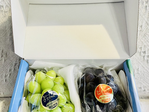 ちょうどいいサイズ！岡山県産ピオーネ&シャイン２房入り