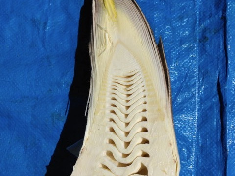 【朝採り】生たけのこMサイズ【3~4kg】