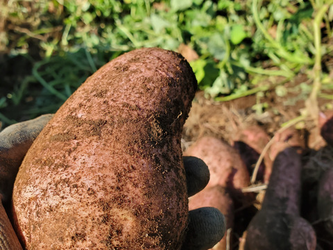 五島直送！潮風 × 火山灰土が育てたホクホクの島さつまいも『高系14号』５kg