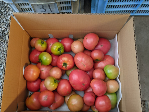 トマト箱いっぱい詰め(約5kg✕2ケース)