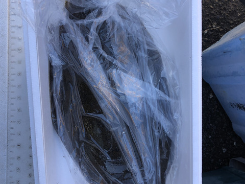 【活き締め】天然ヒラメ2〜3kg 刺身用