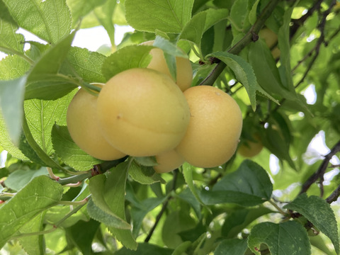 自然農法で大事に育てた小梅　梅干しなどにどうぞ（1kg）