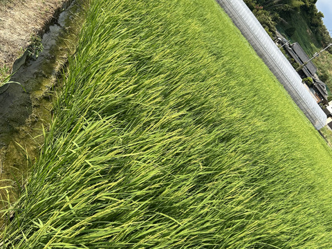 【限定100枠・予約受付中　蛍が舞う清流の恵み】奈良五條産ひとめぼれ5kg◆炊きたて極上のツヤと甘み