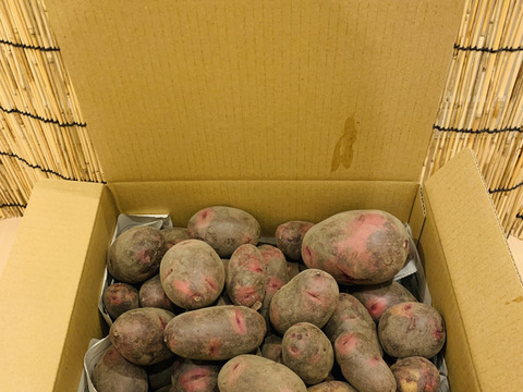 新物！デストロイヤー！2キロ即日配送