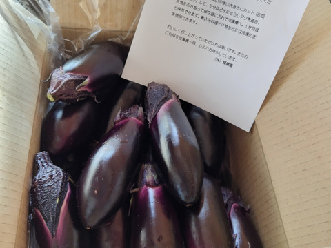 新鮮　朝採れ茄子　1.8ｋｇ　高知県産