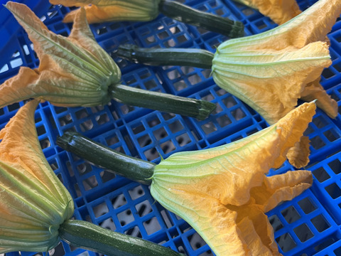 花ズッキーニ【9本】