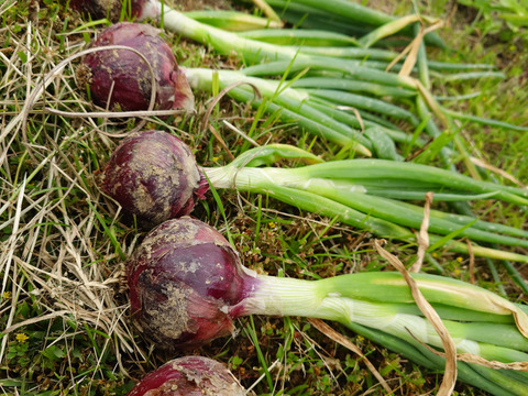 淡路島 自然栽培 固定種 赤玉ねぎキロ 無肥料 農薬不使用 期間限定 品種松島レッド【2キロ】