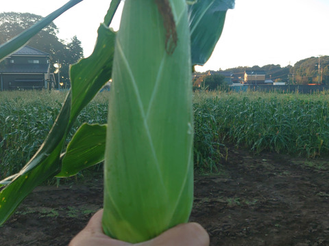 《7月発送》甘みたっぷり♪とうもろこし｢あまいんです｣