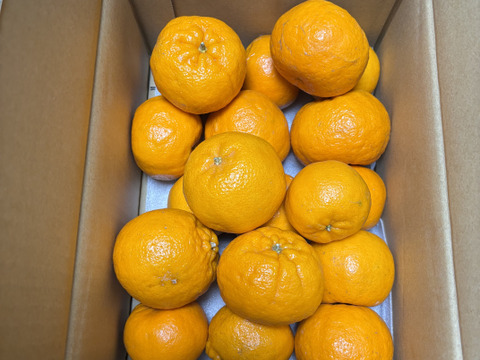 【予約割引！】【濃厚な甘い香りとコク】ポンカン（３㎏・ご家庭用）※１月下旬発送