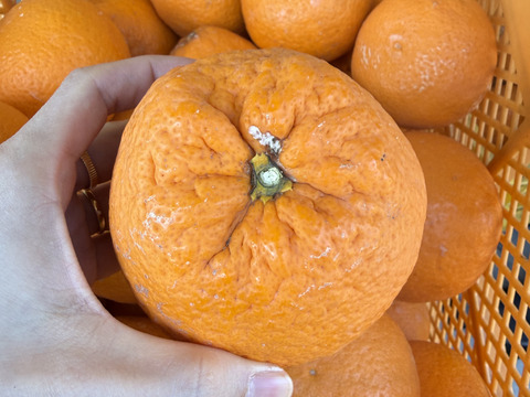 【訳あり品】清見オレンジ 4.5kg 和歌山県産【まるでゼリー！】