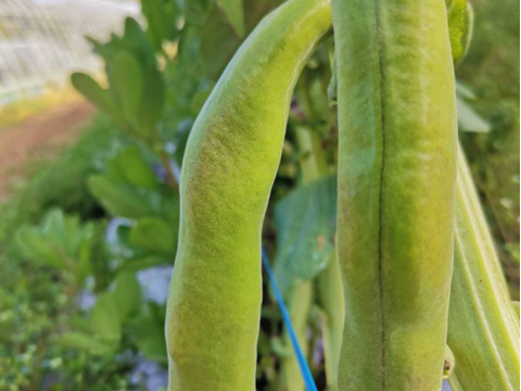 島育ちの元気なそら豆! さや付２kg