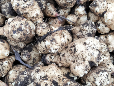 自然栽培のキクイモ土付き10㎏限定価格生菊芋⭐⭐️⭐️⭐️⭐️