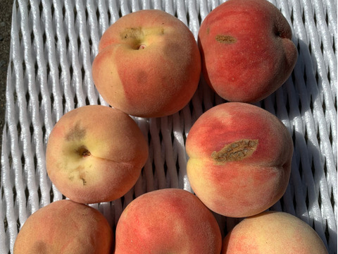 あかつき　桃　家庭用訳あり約5キロ22-28玉入　食べきりサイズがちょうどいい！