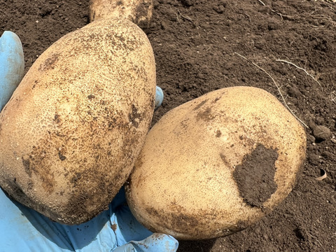 【ほくほく】熊本県産　じゃがいも（オホーツク）　５kg　特別栽培農産物