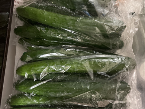 朝採り！信州産きゅうりA品３ｋｇ