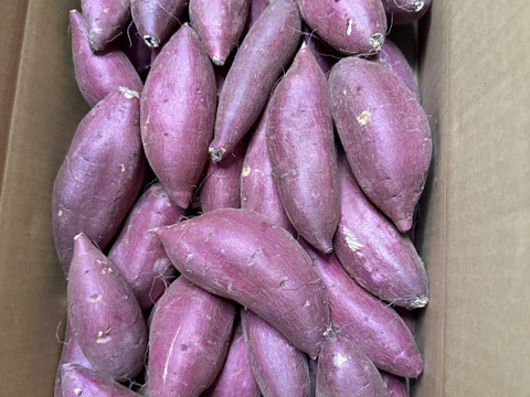 【新芋】シルクスイート　Sサイズ　5kg さつまいも