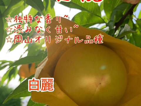 【進物用】ロイヤル♡7品種甘い岡山白桃♡約2kg箱5〜8個入り