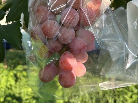 限定10箱！稀少品種！極甘クイーンニーナ2房（1kg）【敬老の日ギフト】