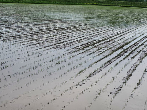 R7年産 北海道鷹栖町産 ななつぼし（精米5kg）
寒暖差が育む旨み【すずき農園】