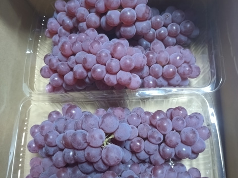 夏のおやつに！家庭用デラウェアパック詰め