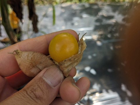 [全て自然栽培]甘い中玉トマト+ミニトマト+甘酸っぱいフルーツほおずきセット