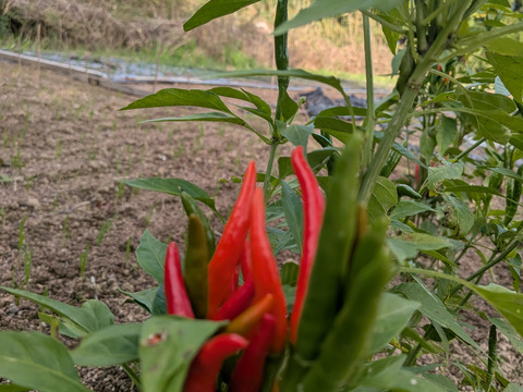 唐辛子☆赤唐辛子☆農薬、除草剤、化学肥料等不使用☆採れたての唐辛子20本セットのお届け※青唐辛子も数本混ぜることもできます※品種はお選びできません