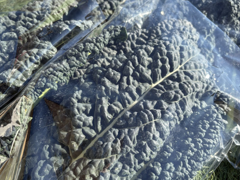 カーボロネロ(黒キャベツ)