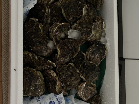 お得で人気な5Kgセット！！✨立山連峰の雪解け天然岩牡蠣✨（小～中サイズ20個前後）