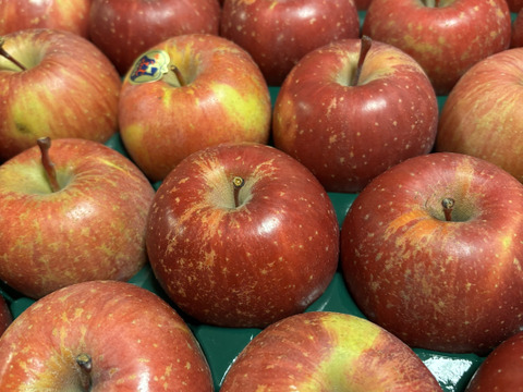 青森県産りんご 　選びに選び抜いたりんご！！【メディアからお声を頂き注文殺到】家庭用訳アリ 5kg  25個入り