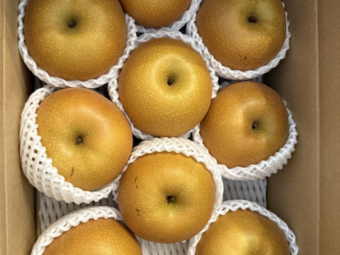 【樹上完熟和梨】あきづき～抜群のシャキシャキ感と濃厚な甘さ～5㎏以上