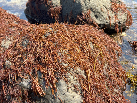 青森県佐井村産　天然ふのり ２０g×３袋