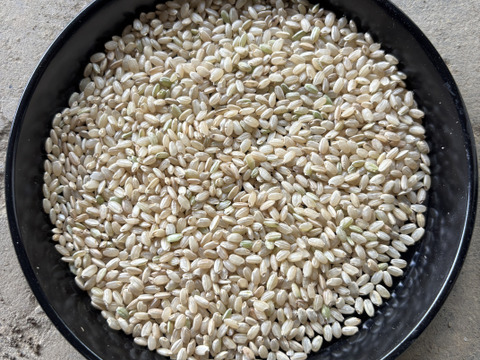 農薬・化学肥料不使用 お米「いのちの壱」 令和7年産 5kg