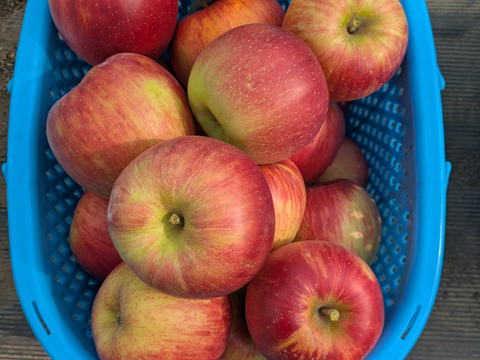 甘さが際立つつがる（自家用）5㎏