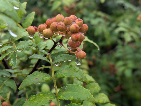 赤山椒の実（生）約10本　農薬一切不使用　天然栽培