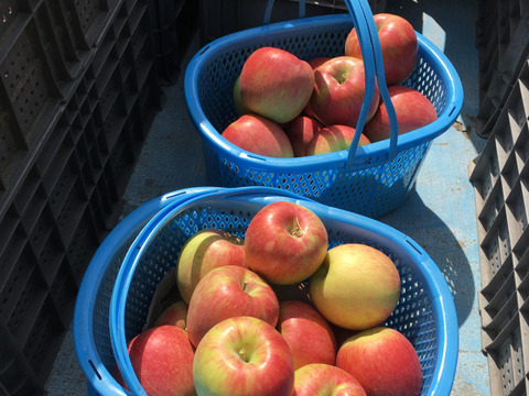 【家庭用】シャキシャキ！ サンふじ 約10kg 信州りんご