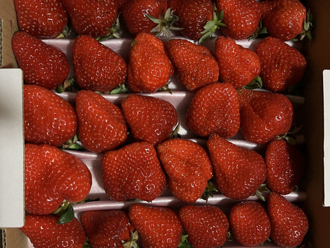 毎年1番人気！【訳ありお買い得！】サイズ、品種お任せ！不揃いイチゴ