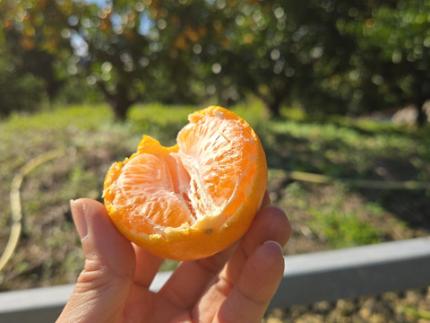 パネライ 希少 人気です⭐和歌山みかん⭐ 食べやすいサイズ 2S 5キロ(箱込み その他