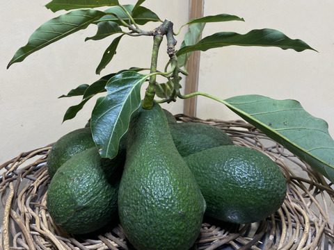 国産アボカド「ウィンターメキシカン」3個：大分県産の野菜