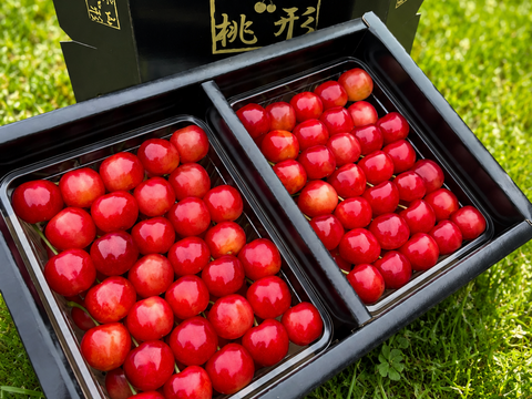 【朝どれ】《佐藤錦》さくらんぼ 山形県東根産 1kg L.2L 秀・特秀品 贈答用
