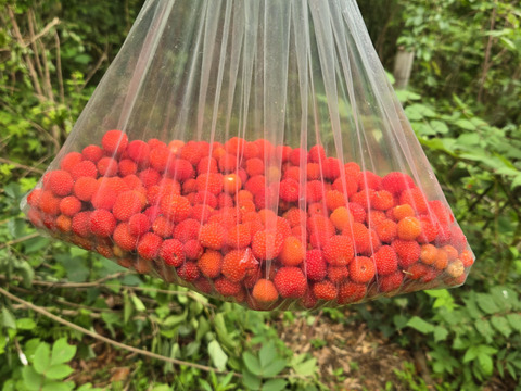 ★天然　野いちご　300グラム　冷凍品　　チルド専用箱にて発送★