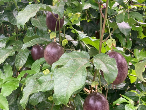 🌺販売中🌺\\ はじめましてセット //
【有機JAS認証】オーガニック芳醇パッションフルーツ/『ご家庭用1.2kg ¥3600→¥3000』/贈り物にも◎/芳醇な香り/濃厚な味わい！