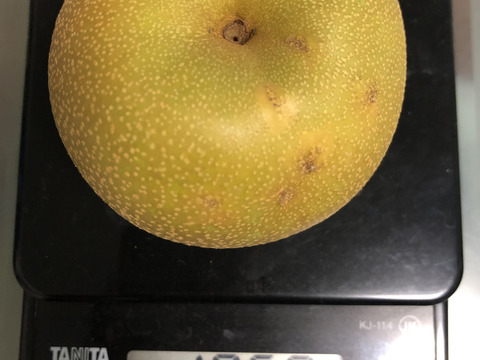 【幸水】ミニサイズ梨を格安で🍐【家庭用】約3.5Kg