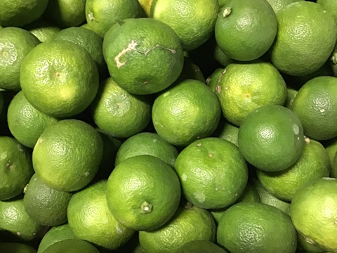 売り切れゴメン‼️訳ありすだち１キロ(大小混合)